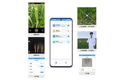 龙岩市小麦亩穗数分析仪IN-XM02